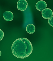 MRSA/ PDF Verlinkung